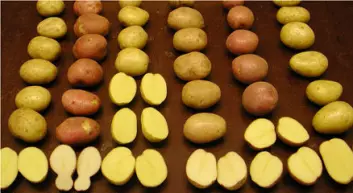 "Det finnes tusenvis av potetsorter i verden, mens den norske sortslista har vel 30 godkjente sorter."