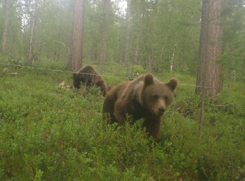 "To bjørner har latt seg lokke til hårfella. (Foto: Bioforsk)" "To bjørner har latt seg lokke til hårfella. (Foto: Bioforsk)"