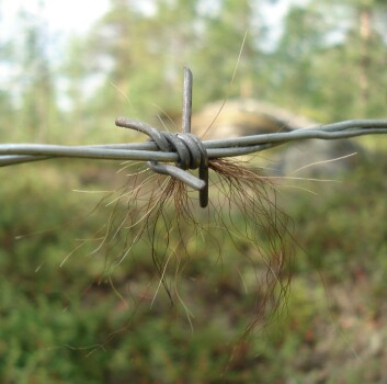 "Hår i fella. (Foto: Bioforsk)" "Hår i fella. (Foto: Bioforsk)"