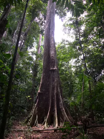 "Regnskogen holder på store mengder med CO2. Karbongjelden som oppstår ved å hugge trærne, kan ta opp mot hundre år å betale tilbake. (Foto: David Tilman)"