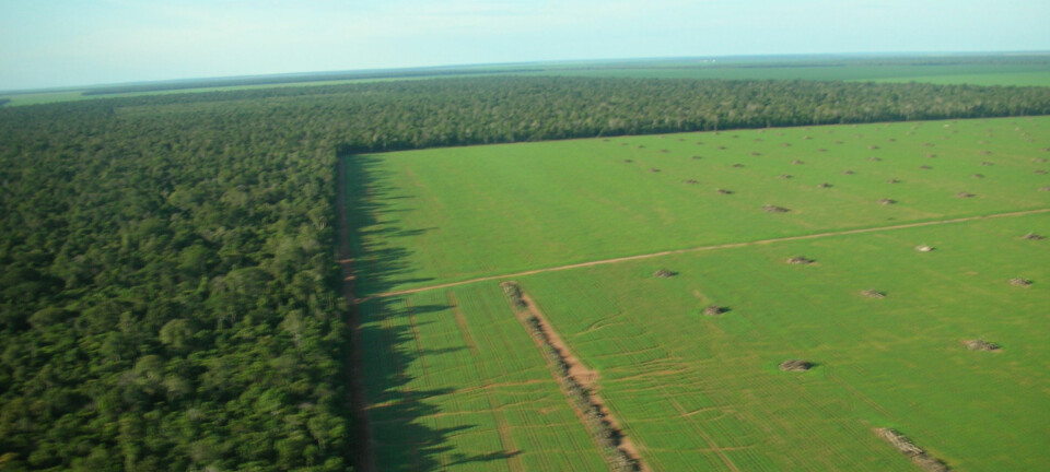 "Millioner av hektar med regnskog i Amazonas har blitt hugget ned til fordel for dyrking av soyabønner. Etterspørselen etter soyabønner øker når blant annet amerikanske bønder går over til å dyrke mais for biobrensel. (Foto: Timothy D. Searchinger)"