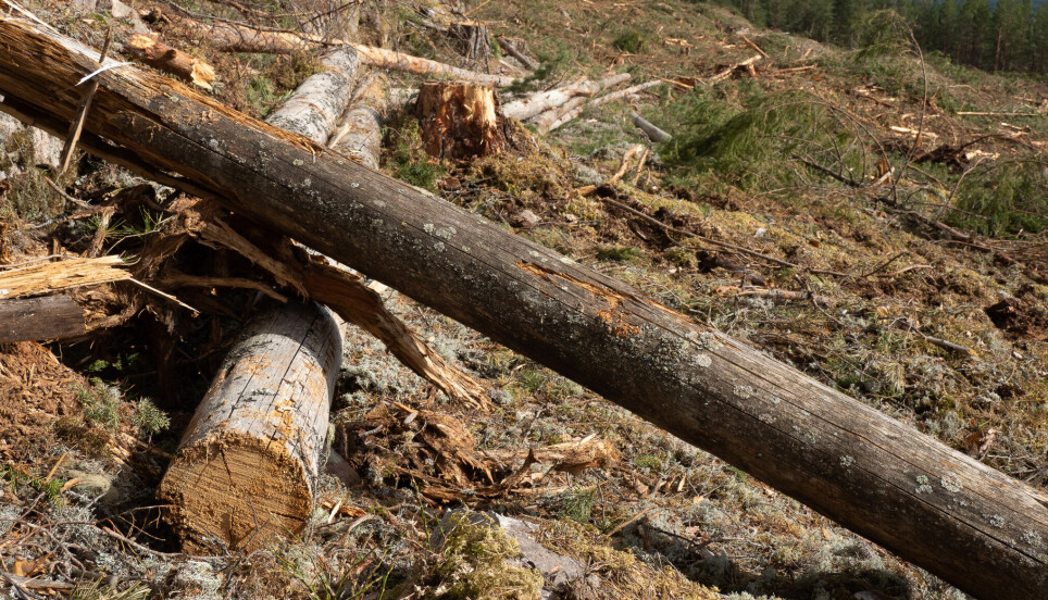 Hogst av fleraldret død, vedrik naturskog i Follsjå-landskapet fra 2022. Denne type drift gjør at leveområdene til mange krevende gammelskogsarter knyttet til furu forsvinner og aldri gjenskapes, skriver Sigve Reiso og Helene Lind Jensen.
