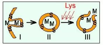 "PCI (photochemical internalisation) Det lysfølsomme stoffet, fotosensetiseren, S, og makromolekylet, M, i dette tilfellet et gen, tas opp i cellen (I) og innkapsles i bobler (II). Lyseksponering setter igang en fotokjemiske reaksjon som ødelegger boblen og makromolekylet frigjøres i cellen (III). Basert på figur fra Lina Prasmickaite."