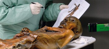 Norsk forskning setter den 5.300 år gamle ismannen Ötzi fra Alpene i nytt lys