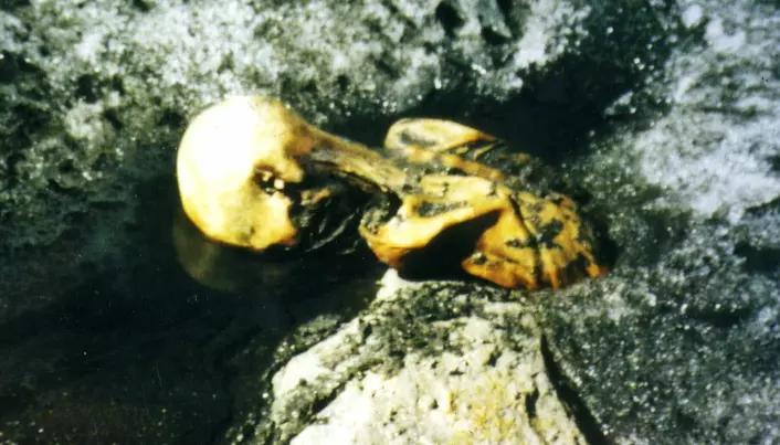 Slik så det ut da ekteparet Simon fant overkroppen til Ötzi smeltet ut av isen i Tisenjoch-passet 19. september 1991