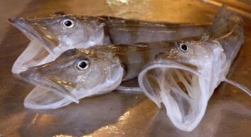 "Isfisk (Foto: Jaime Alvarez, Havforskningsinstituttet)" "Isfisk (Foto: Jaime Alvarez, Havforskningsinstituttet)"
