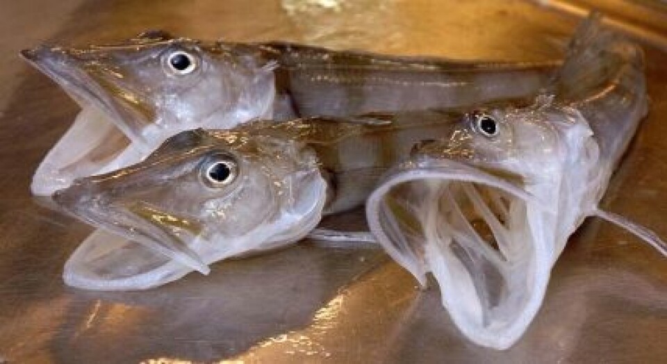 'Isfisk (Foto: Jaime Alvarez, Havforskningsinstituttet)'