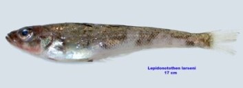 "Lepidonotothen larseni - også en isfisk. (Foto: Jaime Alvarez, Havforskningsinstituttet)" "Lepidonotothen larseni - også en isfisk. (Foto: Jaime Alvarez, Havforskningsinstituttet)"