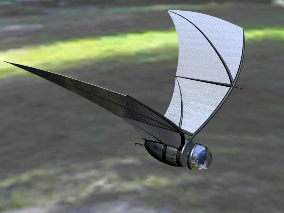 'Slik ser forskerne for seg at dronen kan se ut når den er på vingene. The bat skal bare bli rundt 15 centimeter lang, og veie drøyt 100 gram. Den skal utvikles spesielt for overvåking og spionering ved krigføring i byområder. Rettigheter: (Eric Maslowski, University of Michigan)'