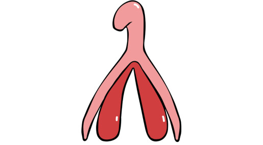 Klitoris er talt opp:Har mer enn 10.000 nerver