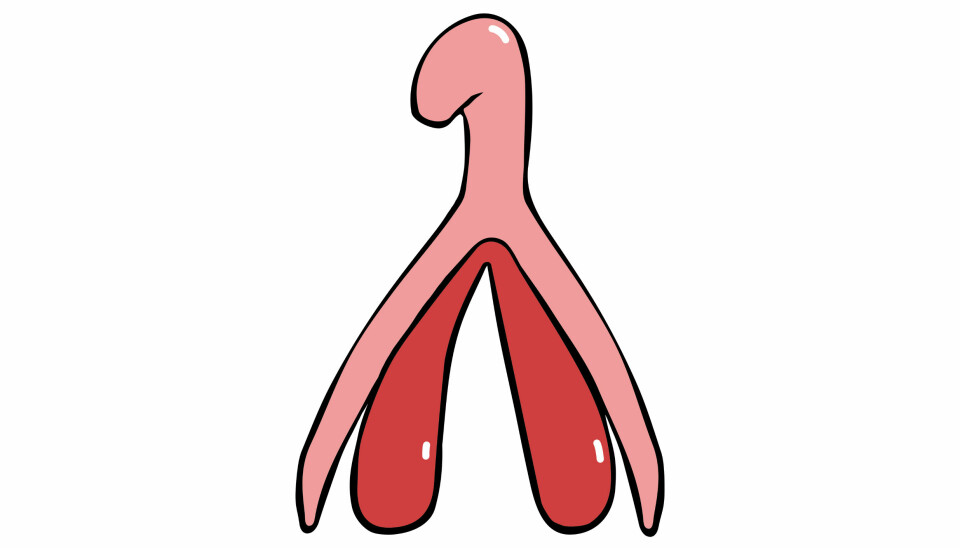 Mesteparten av klitoris er inne i kroppen. Bare tuppen stikker frem. Klitoris blir fylt med blod når den blir stimulert, på samme måte som penis.