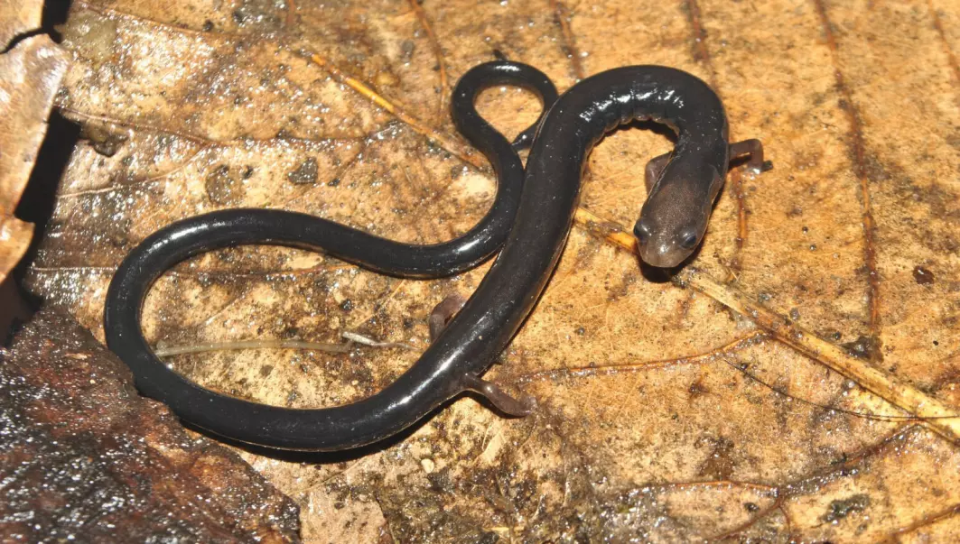Salamanderen Oedipina capitalina ble oppdaget for noen få år siden. Den er oppført med betegnelsen «utilstrekkelig data,» men kan i virkeligheten være i stor fare for å bli utryddet.
