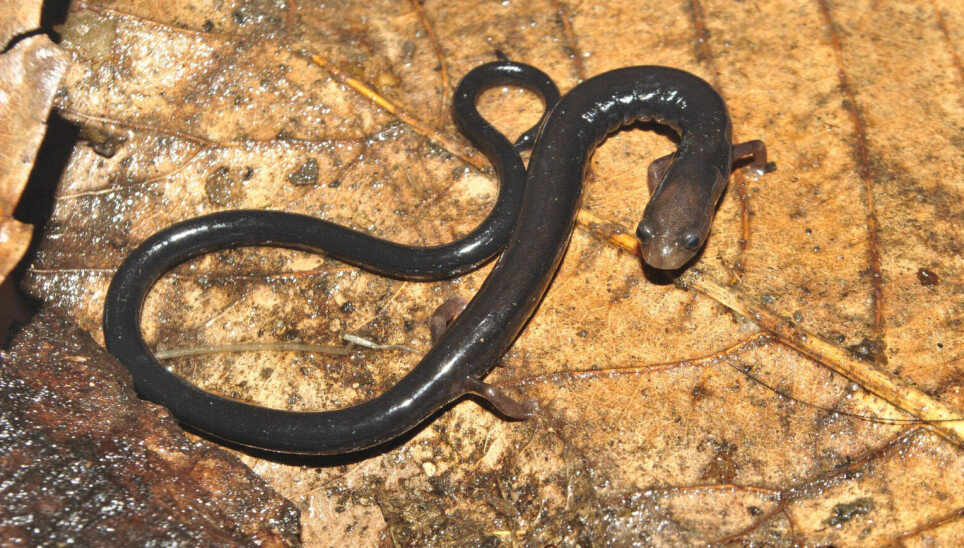 Salamanderen Oedipina capitalina ble oppdaget for noen få år siden. Den er oppført med betegnelsen «utilstrekkelig data,» men kan i virkeligheten være i stor fare for å bli utryddet.