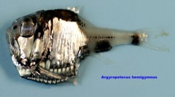 "Flekket perlemorsfisk. (Foto: Jaime Alvarez, Havforskningsinstituttet)" "Flekket perlemorsfisk. (Foto: Jaime Alvarez, Havforskningsinstituttet)"