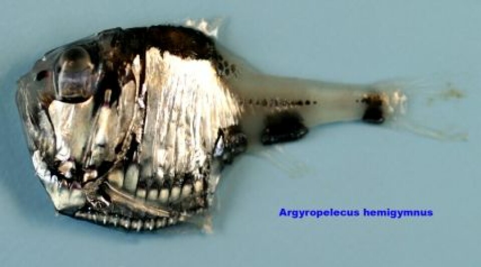 'Flekket perlemorsfisk. (Foto: Jaime Alvarez, Havforskningsinstituttet)'