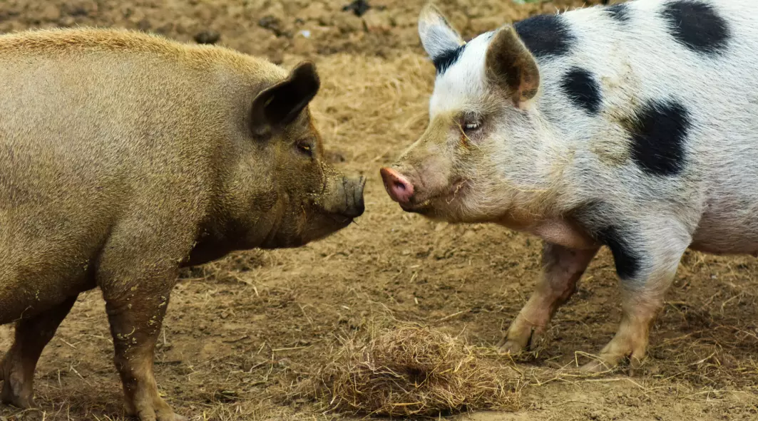 Italienske forskere oppdaget at en gris ofte støttet slektningen sin i en slåsskamp.