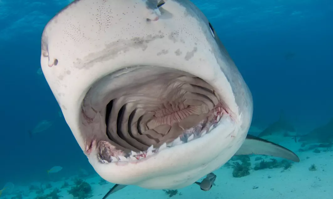 Forskerne måtte bokstavelig talt huke tak i haiene for å feste kamera på dem.