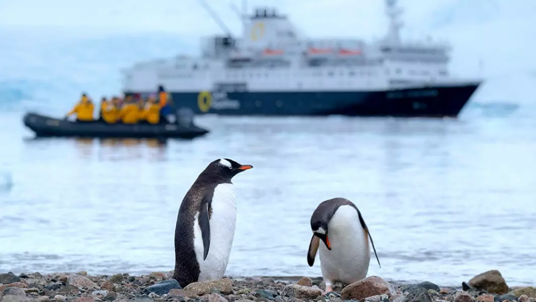 Antarktis er et eksempel på at stater kan samarbeide for å ivareta miljøet. Filosof Alejandra Mancilla spør hvorfor ikke pingviner, sel og hval skal ha territoriale rettigheter.