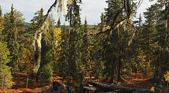 Mindre gammel skog i Sverige: Forskere frykter den er borte om 50 år