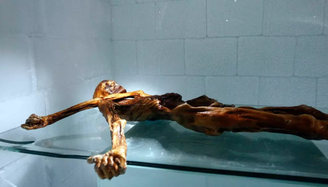 Mumien til ismannen Ötzi utstilt ved South Tyrol Museum of Archaeology i Bolzano i Italia.