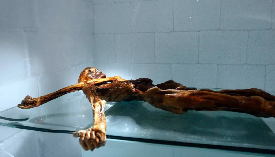 Mumien til ismannen Ötzi utstilt ved South Tyrol Museum of Archaeology i Bolzano i Italia. Mumien til ismannen Ötzi utstilt ved South Tyrol Museum of Archaeology i Bolzano i Italia.