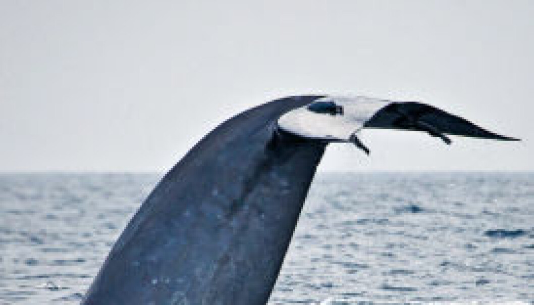 Akrobatisk blåhval
