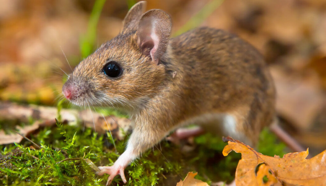 Storskogmusa (Apodemus flavicollis) kan bli 10-12 cm lang. Den ligner på småskogmusa, mener er større og har lengre hale. En storskogmus veier gjerne 50 gram. (Illustrasjonsfoto: Microstock) Storskogmusa (Apodemus flavicollis) kan bli 10-12 cm lang. Den ligner på småskogmusa, mener er større og har lengre hale. En storskogmus veier gjerne 50 gram. (Illustrasjonsfoto: Microstock)