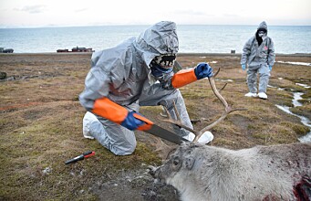 Sysselmesterens feltpersonale på Svalbard øvde på smittehåndtering ved rabiesmistanke