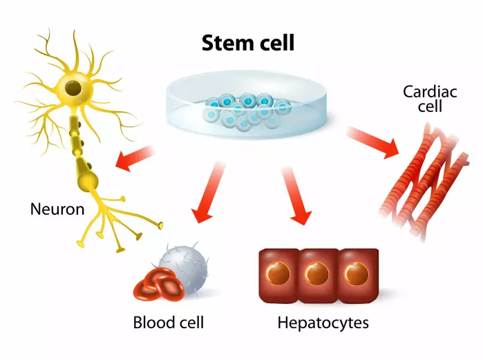 Stamceller er en slags universelle celler som kan bli til alle de andre typene celler i kroppen, for eksempel nerveceller, blodceller, leverceller og hjerteceller, som vist på tegningen.