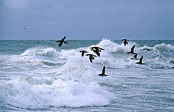 Are storms killing seabirds?