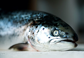 Farmed salmon most likely get dark spots from rib fractures