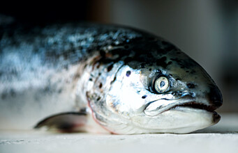 Farmed salmon most likely get dark spots from rib fractures