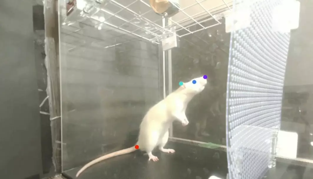 Forskerne sjekket hvordan rotter reagerte på musikk som ble spilt i forskjellig tempo.