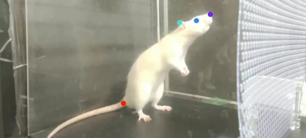 Også rotter kan nikke til rytmen i musikk