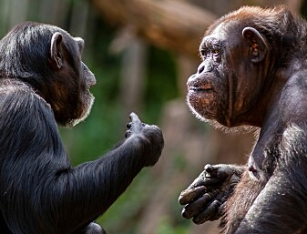 Forskere tror sjimpanser viser ting til hverandre bare på gøy