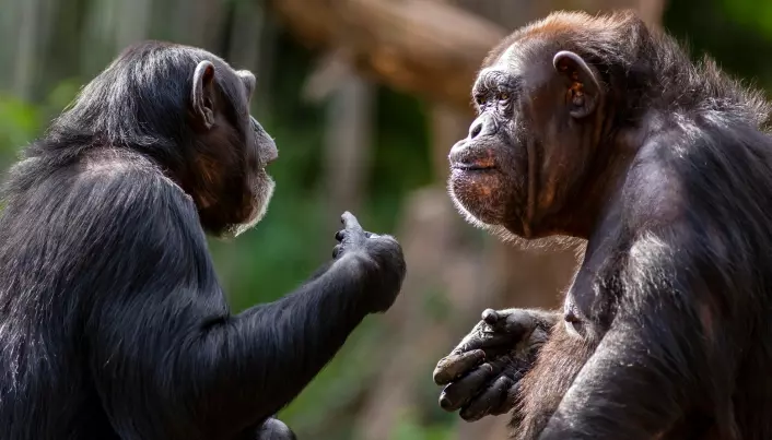 Sjimpanser og mennesker er primater, og vi ligner mye på hverandre.