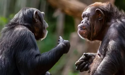 Forskere tror sjimpanser viser ting til hverandre bare på gøy