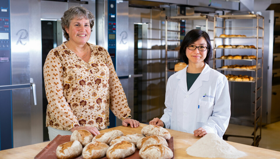 Forskningssjef Kristin Hollung og forsker Shiori Koga vil gjøre Norge mer selvforsynt med mel til mat.