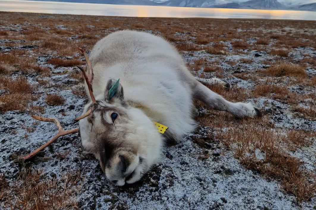 Et av reinsdyrene som ble felt i forskningsprosjektene. Et av reinsdyrene som ble felt i forskningsprosjektene.
