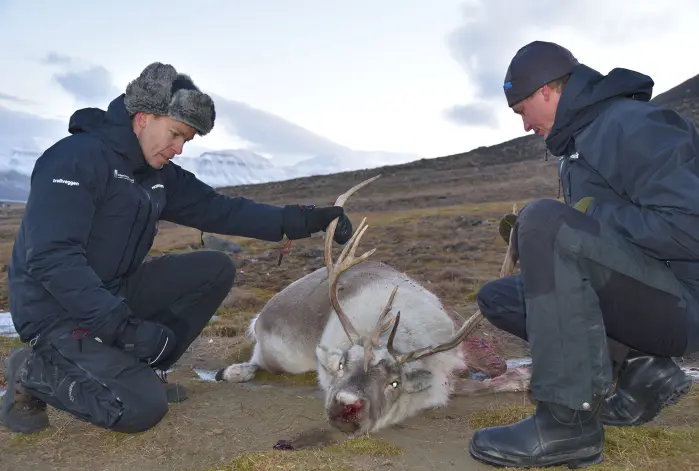 Vilthelseansvarlig ved Veterinærinstituttet Knut Madslien (til venstre) sammen med forskerkollega Jørn Våge tar en kjapp undersøkelse av en reinbukk som nettopp er felt. Vilthelseansvarlig ved Veterinærinstituttet Knut Madslien (til venstre) sammen med forskerkollega Jørn Våge tar en kjapp undersøkelse av en reinbukk som nettopp er felt.