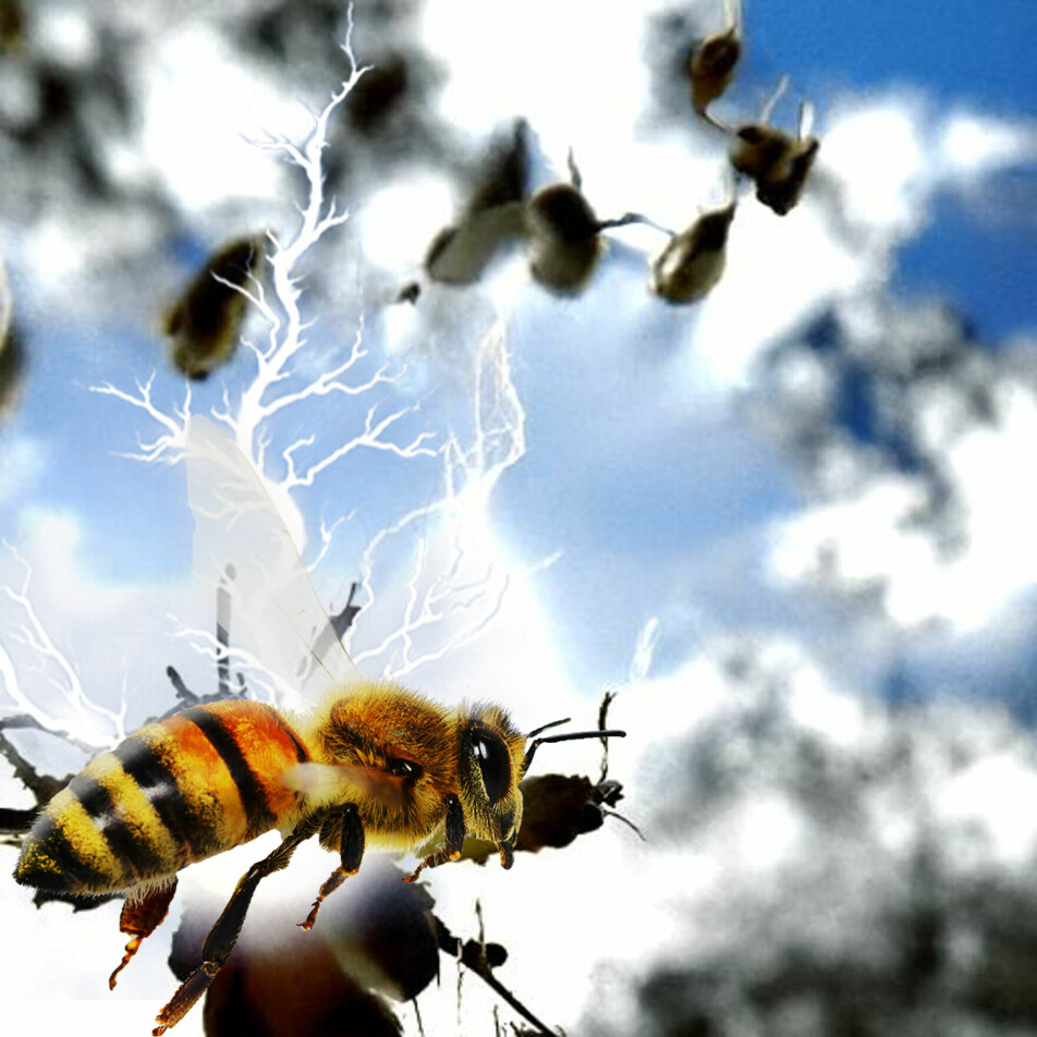 Honningbier kan slå med vingene mer enn 230 ganger i sekundet.