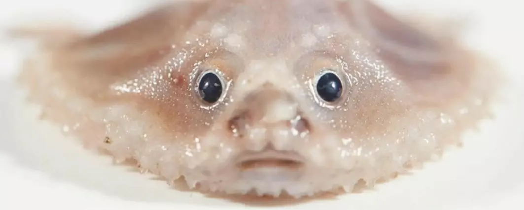 På engelsk kalles denne lille kameraten en deep sea batfish. Lær mer om den søte skapningen i artikkelen.