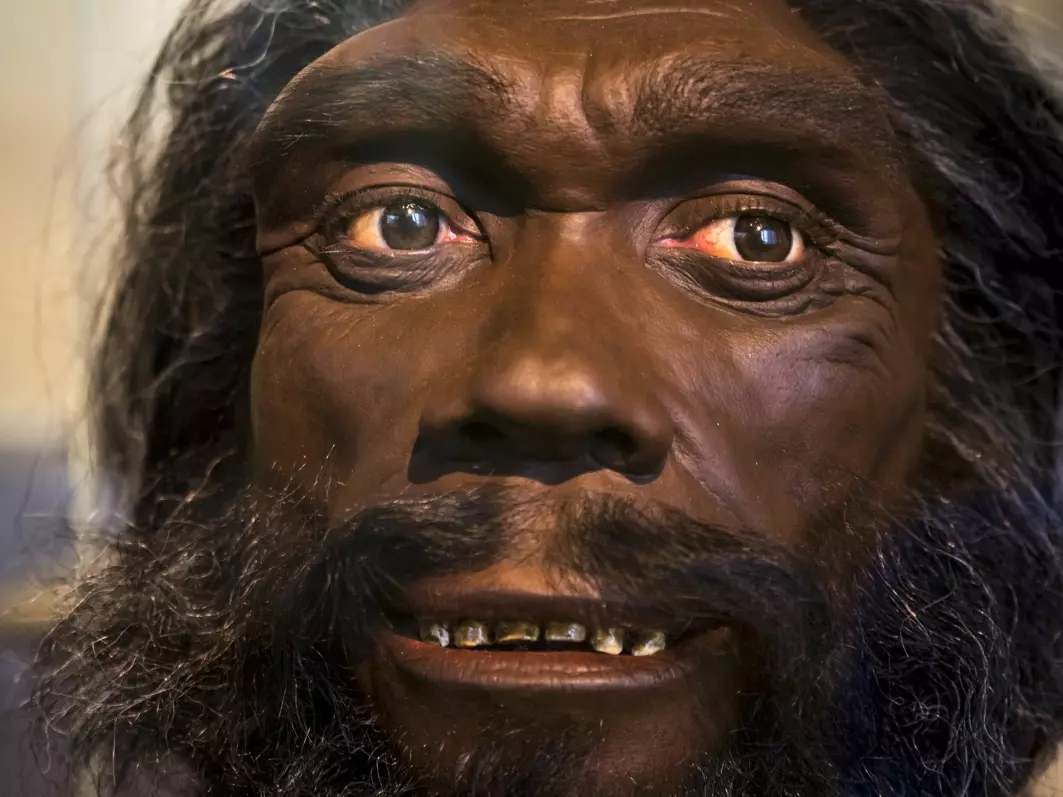 Homo heidelbergensis har trolig oppholdt seg i en grotte for en halv million år siden – flere hundre tusen år før Homo sapiens.