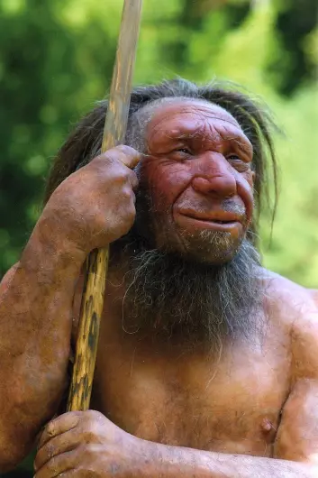 Rekonstruksjon av en Homo neanderthalensis (neandertaler). Mennesker i dag består av en til fire prosent neandertal-DNA. Hos mennesker med afrikansk avstamming er det imidlertid mindre, omkring 0,3 prosent.
