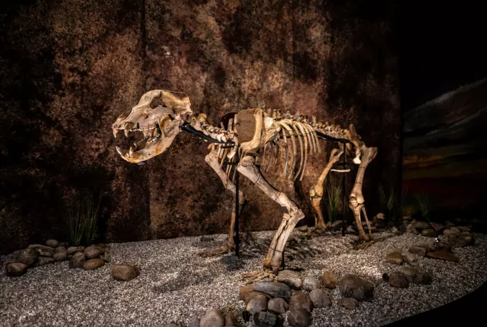 Skjelett fra den utdødde hulebjørnen som det ble funnet knokler fra i grotten i Polen. Dette eksemplaret er på utstilling ved Statens Naturhistoriske Museum.