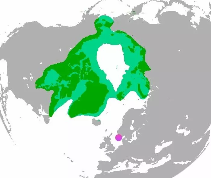 Isbjørnen i Stavanger kan ha vært en av de aller siste av sin art som levde så langt sør. I dag lever isbjørnene kun langt nord i Arktis, på Svalbard, Grønland, i Nord-Canada og lengst mot nord i Sibir. Den lilla rundingen viser hvor isbjørnen ble funnet utenfor Stavanger.