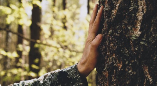 Ja, en tur i skogen hjelper faktisk mot angst og depresjon Ja, en tur i skogen hjelper faktisk mot angst og depresjon