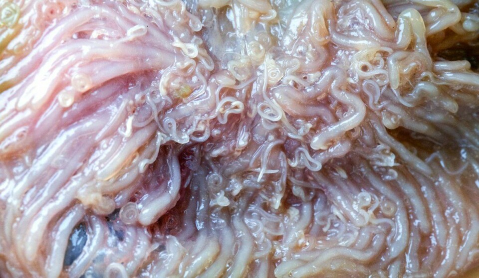 Kveisartene Anisakis simplex (s.s.) og Contracaecum osculatum (s.l.) rundt tarmblindsekkene hos torsk. Disse artene kan forekomme i store mengder på innvollene hos store torskefisk fra våre farvann.