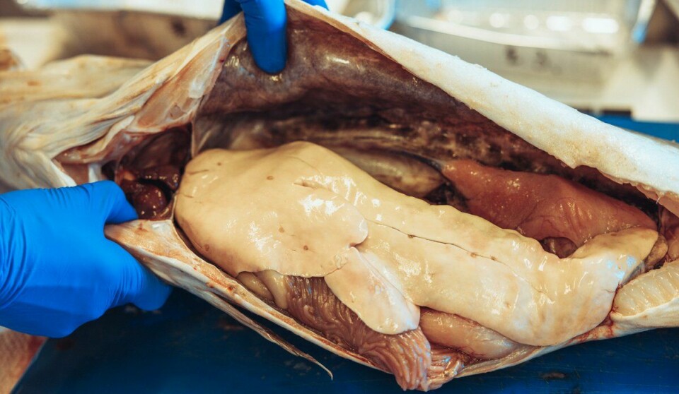 Forberedelse av torsk og UV-inspeksjon av kveis. Noen kveis (Anisakis simplex) er synlig på fiskens lever.