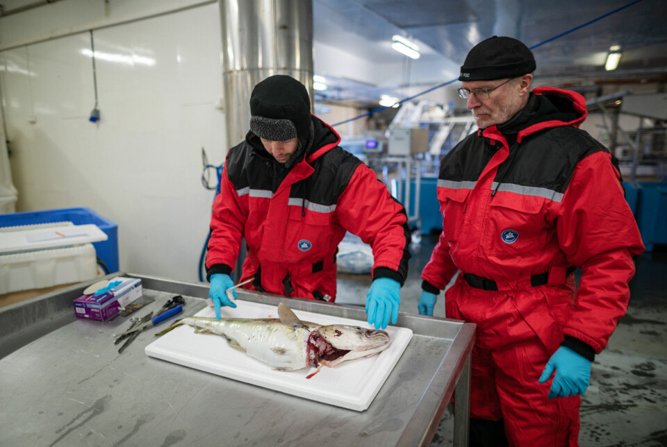 Forskerne Migual Bao og Arne Levsen jobber med en torsk på en fiskefabrikk i Finnmark.